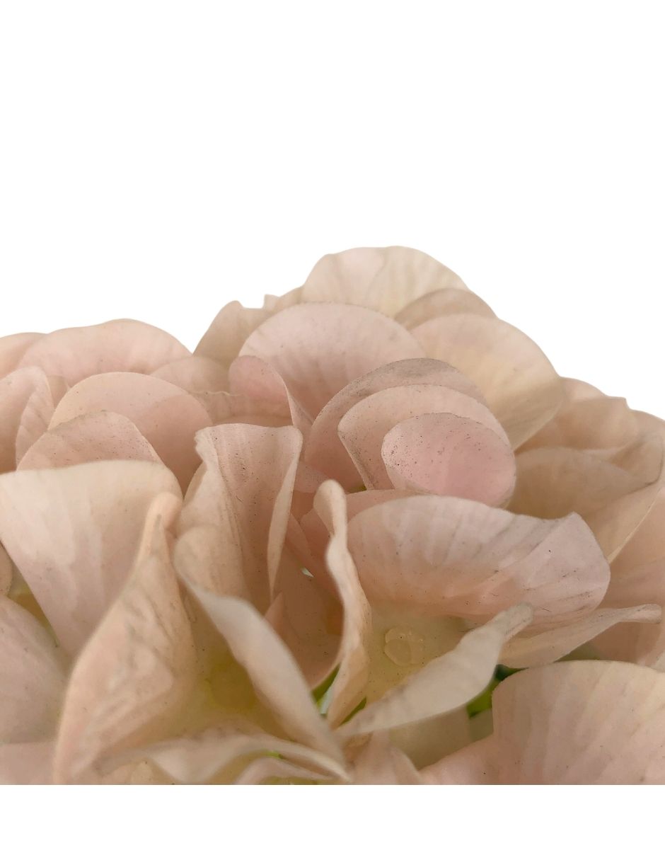 Rama artificial hortensia rosa difuminado